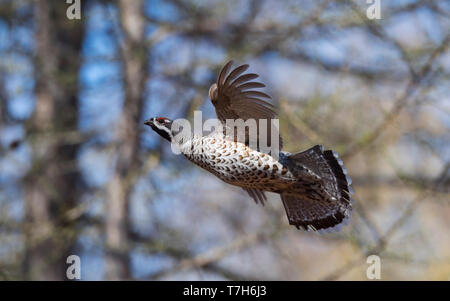 Seitenansicht eines männlichen Haselhuhn (Tetrastes bonasia) im Flug. Mongolei Stockfoto