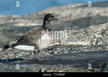 Nach blass-bellied Ringelgans (Branta bernicla hrota). Monmouth County, New Jersey, USA. Stockfoto