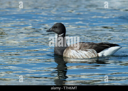 Nach blass-bellied Ringelgans (Branta bernicla hrota). Monmouth County, New Jersey, USA. Stockfoto