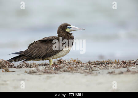 Nach Brown Booby (Sula leucogaster) stehend auf einem Strand in Galveston Co., Texas, USA. April 2017 Stockfoto