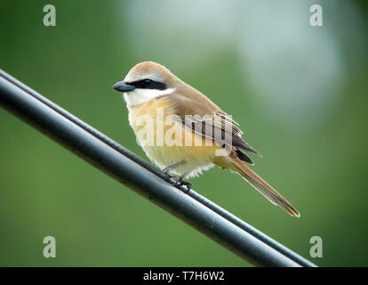 Braun Shrike (Lanius cristatus) auf Heuksan tun, Island, Südkorea, während der Migration. Stockfoto