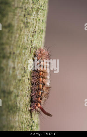 Calliteara pudibunda - Pale Tussock - Buchen-Streckfu ß, Deutschland (Mecklenburg-Vorpommern), Larve Stockfoto