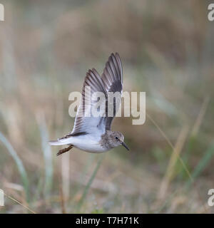 Seitenansicht eines Erwachsenen temminck's Stint (Calidris temminckii) im Flug mit erhobenen Flügeln. Finnland Stockfoto