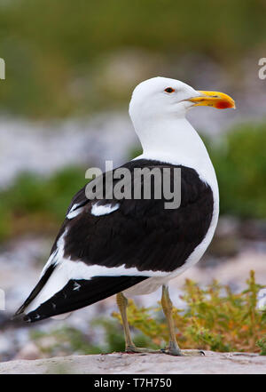 Afrikanischen Kap Möwe (Larus dominicanus vetula) in Südafrika. Im Flug in Südafrika, stehend in den Dünen entlang der Küste vor einem grünen natürliche Stockfoto