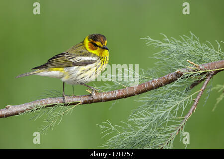 Erwachsene männliche Cape May Warbler Cape May Co., Texas, April 2017 Stockfoto