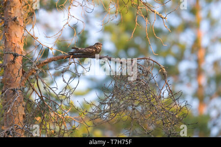 Einen männlichen Europäischen nightjar (Caprimulgus europaeus) Nester auf einem mit Pinien Niederlassung in Nordeuropa. Stockfoto