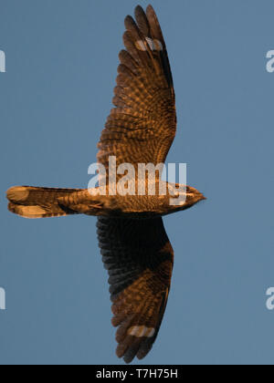 Männliche Europäischen nightjar (Caprimulgus europaeus) im Flug, Foto unten. Europa Stockfoto