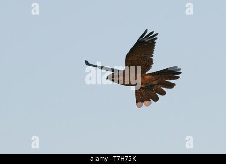 Seitenansicht eines männlichen Europäischen nightjar (Caprimulgus europaeus) im Flug. Europa Stockfoto