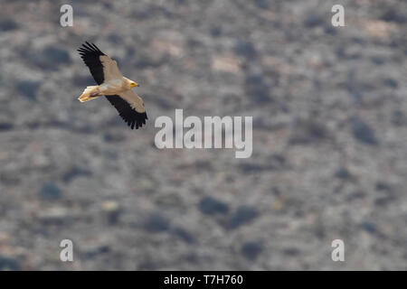 Neoprhon percnopterus Schmutzgeier; Stockfoto