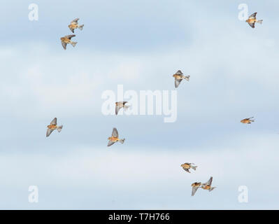 Herde der Europäischen Hänflinge (Carduelis cannabina) im Flug Stockfoto