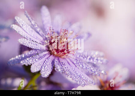 Nahaufnahme von Aster (Asteraceae) in Tau an Vlinderhof im Herbst abgedeckt Stockfoto