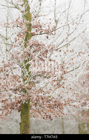 Buche (Fagus sylvatica) Baum in sanften Rime abgedeckt Stockfoto