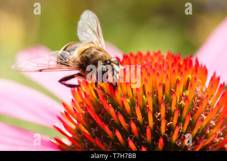 Biene auf Nahrungssuche Sonnenhut (Echinacea purpurea) Stockfoto