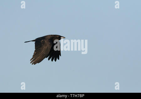Nebelkrähe (Corvus corone) im Flug, Anzeigen upperwing Stockfoto