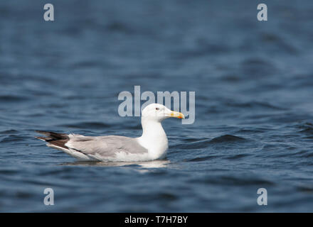 Nach Caspian Gull (Larus cachinnans im Donau Delta in Rumänien. Schwimmen in einem See. Stockfoto