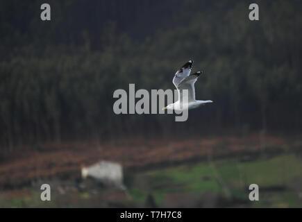 Dritte - Winter Caspian Gull (Larus cachinnans) Fliegen Inland im Norden Spaniens. Stockfoto