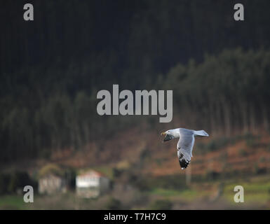 Dritte - Winter Caspian Gull (Larus cachinnans) Fliegen Inland im Norden Spaniens. Stockfoto