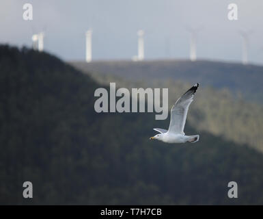 Dritte - Winter Caspian Gull (Larus cachinnans) Fliegen Inland im Norden Spaniens. Stockfoto