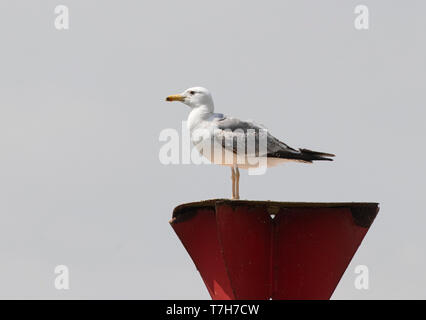 Zweiter Sommer Caspian Gull (Larus cachinnans) steht auf einer künstlichen Struktur in den Niederlanden. Stockfoto