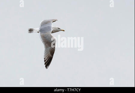 Dritte - Winter Caspian Gull (Larus cachinnans) im Flug in den Niederlanden, die obere Tragfläche. Stockfoto