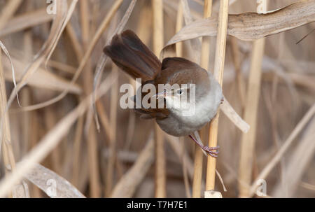 Seidensänger Warbler (Cettia cetti albiventris) im Schilfrohr des Kaspischen Meer im Norden Irans. Stockfoto