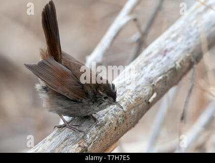 Seidensänger Warbler (Cettia cetti albiventris) im Schilfrohr des Kaspischen Meer im Norden Irans. Stockfoto