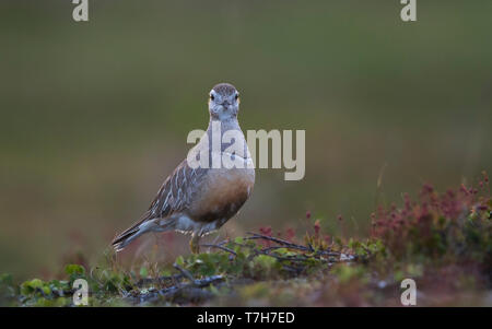 Seitenansicht eines erwachsenen männlichen Eurasian Dotterel (Charadrius morinellus). Finnland Stockfoto