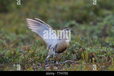 Seitenansicht eines erwachsenen männlichen Eurasian Dotterel (Charadrius morinellus) Flügel anheben. Finnland Stockfoto