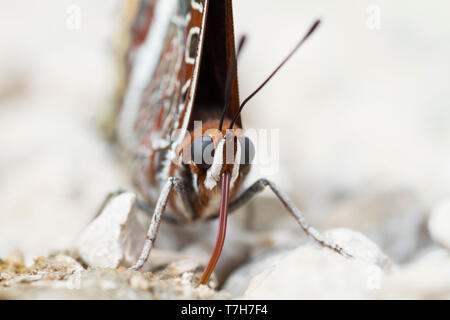 Charaxes jasius-Two-tailed Pasha - Erdbeerbaumfalter, Bosnien-Herzegowina, Imago Stockfoto