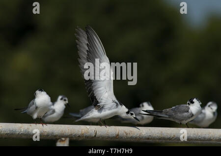 Eine Herde von Winter plumaged Weißflügel Seeschwalben (Chlidonias leucopterus) Nester auf einem Metallrohr, Flügel. Oman Stockfoto