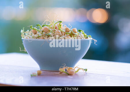 Die gekeimten Samen für Salat. Samen für Salat Sprossen Stockfoto
