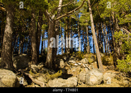 Zusammensetzung von Pinien Wald und großen Felsen mit blauem Himmel neben Engolasters See in Andorra Stockfoto