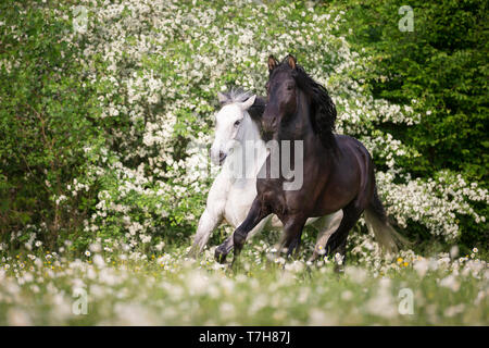 Reine Spanische Pferd, Andalusische. Blind Wallach und sein Freund einen jungen schwarzen Hengst Galopp auf einer blühenden Wiese. Schweiz, Stockfoto
