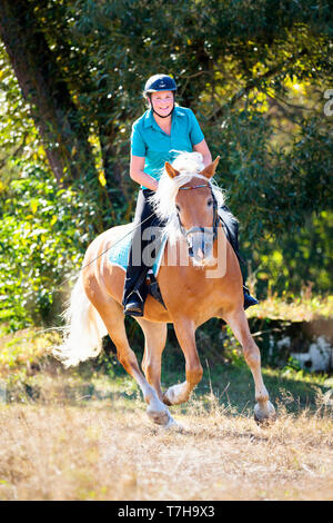 Haflinger. Reiter mit erwachsenen Wallach galoppierte auf einer Wiese. Deutschland Stockfoto