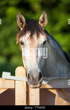 Lusitano. Portrait des Jugendlichen Grey Mare auf einer Weide, über einen Zaun. Deutschland Stockfoto