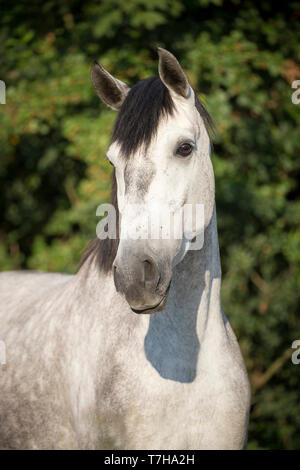 Lusitano. Portrait des Jugendlichen Grey Mare auf einer Weide. Deutschland Stockfoto