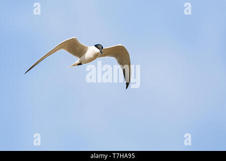 Nach Gull-billed Tern (Gelochelidon Nilotica) im Flug über griechische Insel Lesbos während der Migration. Stockfoto