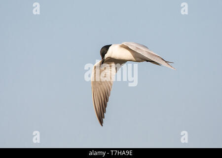 Nach Gull-billed Tern (Gelochelidon Nilotica) im Flug über griechische Insel Lesbos während der Migration. Stockfoto