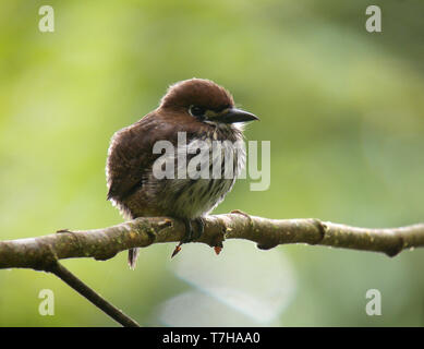 Lanceolated Monklet (Micromonacha Integrifolia) thront auf einem Zweig im Unterwuchs von tropischen feuchten Bergwald in Ecuador. Stockfoto