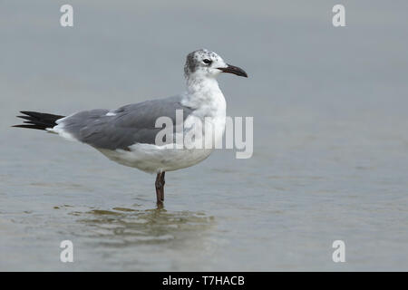 Nach nicht-Zucht Laughing Gull (Larus atricilla) ruhen auf im flachen Wasser. Galveston, TX.de April 2016 Stockfoto