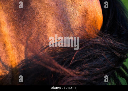 Reine Spanische Pferd. In der Nähe von Fell und Schweif von Bay Horse im Abendlicht. Deutschland Stockfoto