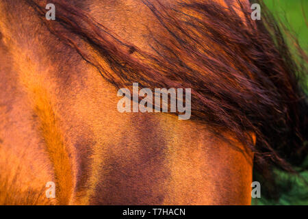 Reine Spanische Pferd. In der Nähe von Fell und Schweif von Bay Horse im Abendlicht. Deutschland Stockfoto