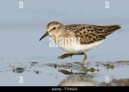 Juvenile Deschutes Co., oder August 2015 Stockfoto