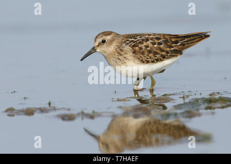 Juvenile Deschutes Co., oder August 2015 Stockfoto