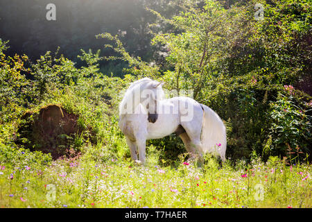 Alter Real. Schimmelhengst Hexeno stehen auf einer blühenden Wiese. Deutschland Stockfoto