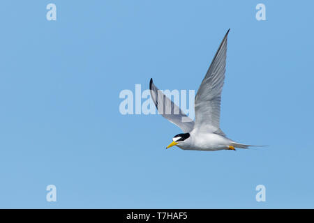 Nach mindestens Tern (Sternula antillarum) im Sommer Gefieder gegen den blauen Himmel in Galveston County, Texas, USA, fliegen. Stockfoto