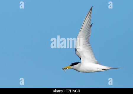 Nach mindestens Tern (Sternula antillarum) im Sommer Gefieder gegen den blauen Himmel in Galveston County, Texas, USA, fliegen. Stockfoto