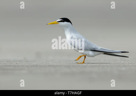 Nach mindestens Tern (Sternula antillarum) im Sommer Gefieder stehen auf dem Strand in Galveston County, Texas, USA. Stockfoto