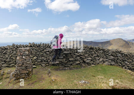 Walker Klettern den Stil Neben der Trig Point auf dem Gipfel des Kentmere Hecht mit der Ansicht West Lake District, Cumbria, Großbritannien Stockfoto