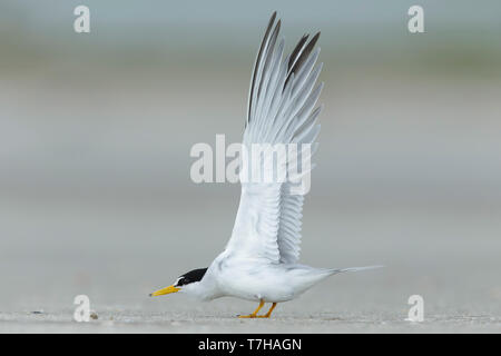 Nach mindestens Tern (Sternula antillarum) im Sommer Gefieder stehen auf dem Strand in Galveston County, Texas, USA. Stockfoto